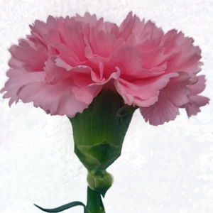 Carnation Pink