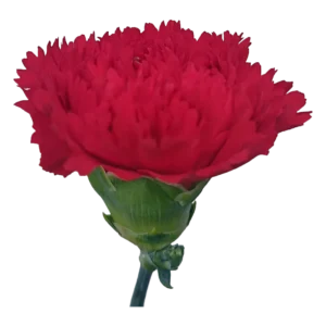 Carnation Red