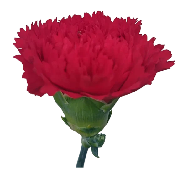 Carnation Red