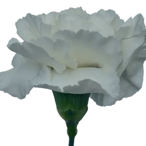 Carnation White