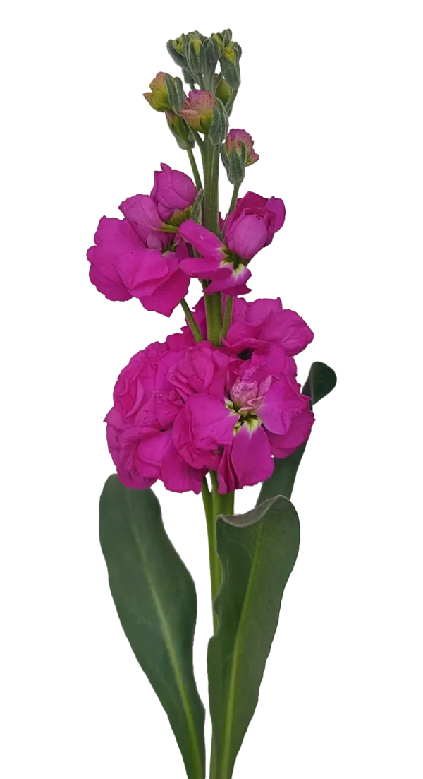 Stock Hot Pink
