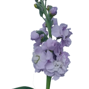 Stock Lavender